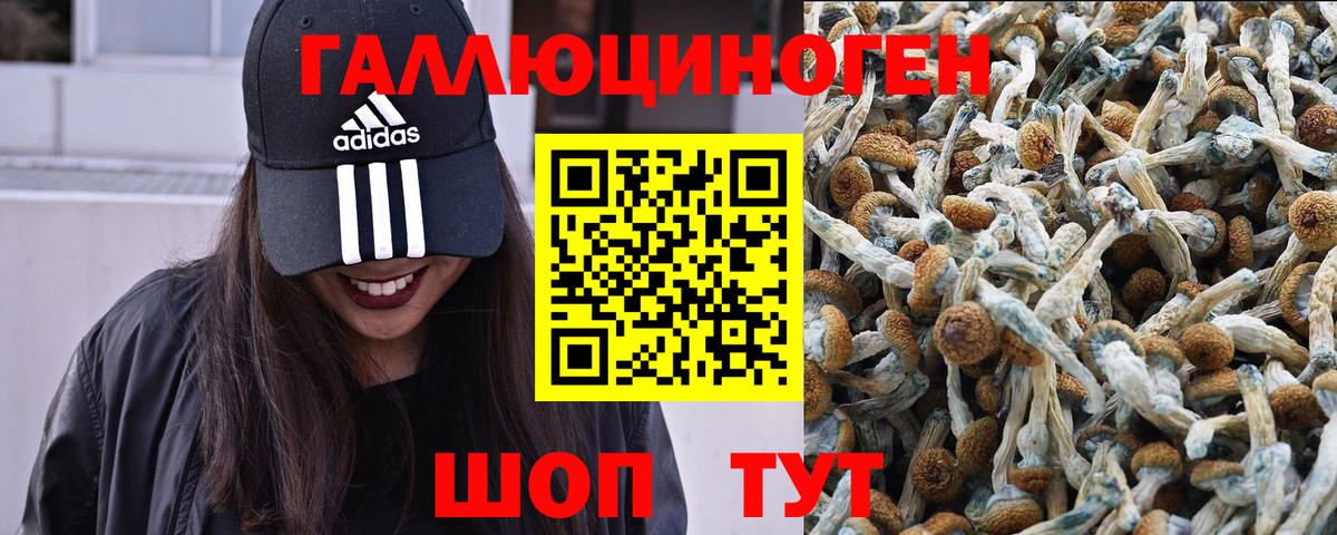 Галлюциногенные грибы Psilocybine cubensis  Псилоцибиновые грибы MAGIC MUSHROOMS  Вход с VPN  Чернушка 